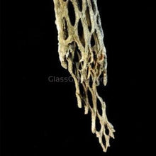 Load image into Gallery viewer, Dwarf Shrimp Mega Starter Pack-Live Animals-Glass Grown-Red Cherry-Glass Grown Aquatics-Aquarium live fish plants, decor