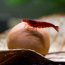 Load image into Gallery viewer, Dwarf Shrimp Mega Starter Pack-Live Animals-Glass Grown-Red Cherry-Glass Grown Aquatics-Aquarium live fish plants, decor