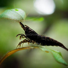 Load image into Gallery viewer, Dwarf Shrimp Mega Starter Pack-Live Animals-Glass Grown-Red Cherry-Glass Grown Aquatics-Aquarium live fish plants, decor