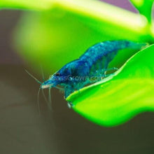 Load image into Gallery viewer, Dwarf Shrimp Mega Starter Pack-Live Animals-Glass Grown-Red Cherry-Glass Grown Aquatics-Aquarium live fish plants, decor
