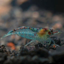 Load image into Gallery viewer, Dwarf Shrimp Mega Starter Pack-Live Animals-Glass Grown-Red Cherry-Glass Grown Aquatics-Aquarium live fish plants, decor