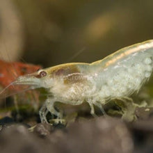 Load image into Gallery viewer, Dwarf Shrimp Mega Starter Pack-Live Animals-Glass Grown-Red Cherry-Glass Grown Aquatics-Aquarium live fish plants, decor