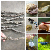 Load image into Gallery viewer, Dwarf Shrimp Mega Starter Pack-Live Animals-Glass Grown-Red Cherry-Glass Grown Aquatics-Aquarium live fish plants, decor