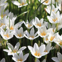 Load image into Gallery viewer, Dwarf Water Onion Bulb (3 pack)-Aquatic Plants-Glass Grown-Glass Grown Aquatics-Aquarium live fish plants, decor