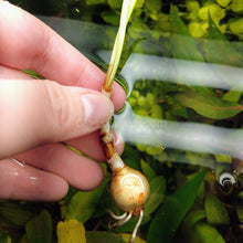 Load image into Gallery viewer, Dwarf Water Onion Bulb (3 pack)-Aquatic Plants-Glass Grown-Glass Grown Aquatics-Aquarium live fish plants, decor
