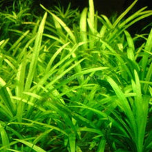 Load image into Gallery viewer, 1 CENT SAMPLE Dwarf Sagittaria Subulata 3x Plants-Aquatic Plants-Glass Grown-Glass Grown Aquatics-Aquarium live fish plants, decor