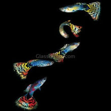 Load image into Gallery viewer, Fancy Mixed Guppy Fraternity 6 Pack-Live Animals-Glass Grown-School of 6-Glass Grown Aquatics-Aquarium live fish plants, decor