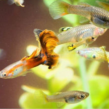 Load image into Gallery viewer, Fancy Mixed Guppy Fraternity 6 Pack-Live Animals-Glass Grown-School of 6-Glass Grown Aquatics-Aquarium live fish plants, decor