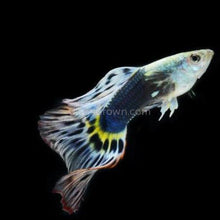 Load image into Gallery viewer, Fancy Mixed Guppy Fraternity 6 Pack-Live Animals-Glass Grown-School of 6-Glass Grown Aquatics-Aquarium live fish plants, decor