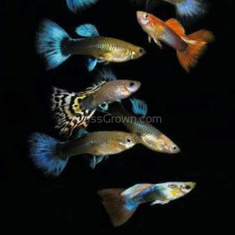 Fancy Mixed Guppy Fraternity 6 Pack-Live Animals-Glass Grown-School of 6-Glass Grown Aquatics-Aquarium live fish plants, decor