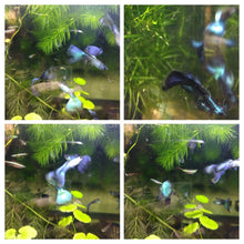 Load image into Gallery viewer, Female Hawaiian Blue Moscow Guppy-Live Animals-Glass Grown-Single Female-Glass Grown Aquatics-Aquarium live fish plants, decor
