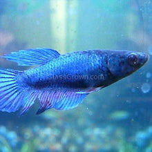 Load image into Gallery viewer, Female Betta Sorority 3 Pack-Live Animals-Glass Grown-School of 3-Glass Grown Aquatics-Aquarium live fish plants, decor