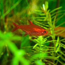Load image into Gallery viewer, Fire Ember Tetras 6 Pack-Live Animals-Glass Grown-School of 6-Glass Grown Aquatics-Aquarium live fish plants, decor