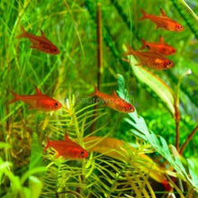 Load image into Gallery viewer, Fire Ember Tetras 6 Pack-Live Animals-Glass Grown-School of 6-Glass Grown Aquatics-Aquarium live fish plants, decor