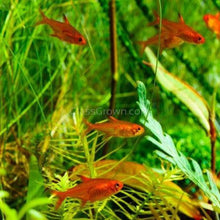 Load image into Gallery viewer, Fire Ember Tetras 6 Pack-Live Animals-Glass Grown-School of 6-Glass Grown Aquatics-Aquarium live fish plants, decor