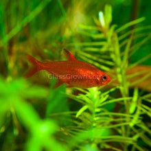 Load image into Gallery viewer, Fire Ember Tetras 6 Pack-Live Animals-Glass Grown-School of 6-Glass Grown Aquatics-Aquarium live fish plants, decor