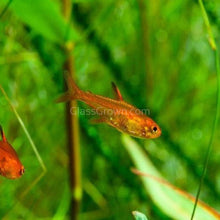 Load image into Gallery viewer, Fire Ember Tetras 6 Pack-Live Animals-Glass Grown-School of 6-Glass Grown Aquatics-Aquarium live fish plants, decor