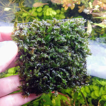 Load image into Gallery viewer, Fissidens Nobilis Moss 3" Wire Mat-Aquatic Plants-Glass Grown-Glass Grown Aquatics-Aquarium live fish plants, decor