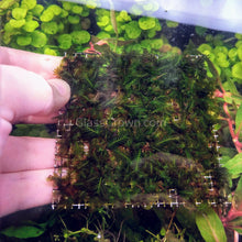 Load image into Gallery viewer, Fissidens Nobilis Moss 3" Wire Mat-Aquatic Plants-Glass Grown-Glass Grown Aquatics-Aquarium live fish plants, decor