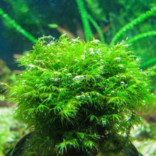Load image into Gallery viewer, Fissidens Nobilis Moss 3" Wire Mat-Aquatic Plants-Glass Grown-Glass Grown Aquatics-Aquarium live fish plants, decor