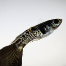 Load image into Gallery viewer, Male Galaxy Blue Tail Guppy-Live Animals-Glass Grown-Glass Grown Aquatics-Aquarium live fish plants, decor
