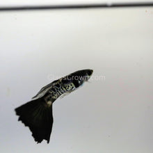 Load image into Gallery viewer, Male Galaxy Blue Tail Guppy-Live Animals-Glass Grown-Glass Grown Aquatics-Aquarium live fish plants, decor