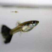 Load image into Gallery viewer, Male Galaxy Blue Tail Guppy-Live Animals-Glass Grown-Glass Grown Aquatics-Aquarium live fish plants, decor