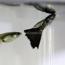Load image into Gallery viewer, Male Galaxy Blue Tail Guppy-Live Animals-Glass Grown-Glass Grown Aquatics-Aquarium live fish plants, decor
