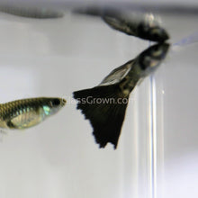 Load image into Gallery viewer, Male Galaxy Blue Tail Guppy-Live Animals-Glass Grown-Glass Grown Aquatics-Aquarium live fish plants, decor