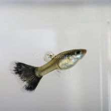Load image into Gallery viewer, Male Galaxy Blue Tail Guppy-Live Animals-Glass Grown-Glass Grown Aquatics-Aquarium live fish plants, decor