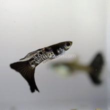 Load image into Gallery viewer, Male Galaxy Blue Tail Guppy-Live Animals-Glass Grown-Glass Grown Aquatics-Aquarium live fish plants, decor