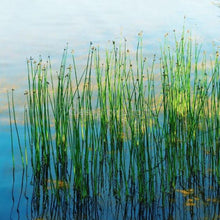 Load image into Gallery viewer, Giant Hairgrass-Aquatic Plants-Glass Grown Aquatics-Glass Grown Aquatics-Aquarium live fish plants, decor