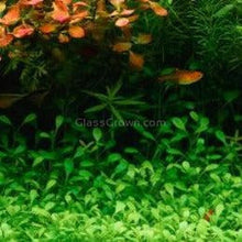 Load image into Gallery viewer, Glossostigma 2oz-Aquatic Plants-Glass Grown-Glass Grown Aquatics-Aquarium live fish plants, decor