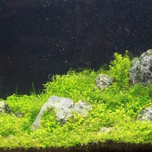 Load image into Gallery viewer, Glossostigma 2oz-Aquatic Plants-Glass Grown-Glass Grown Aquatics-Aquarium live fish plants, decor