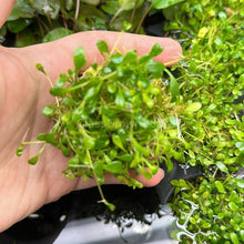 Load image into Gallery viewer, Glossostigma 2oz-Aquatic Plants-Glass Grown-Glass Grown Aquatics-Aquarium live fish plants, decor