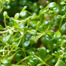 Load image into Gallery viewer, Glossostigma 2oz-Aquatic Plants-Glass Grown-Glass Grown Aquatics-Aquarium live fish plants, decor