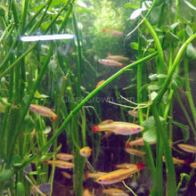 Load image into Gallery viewer, Gold White Cloud Mountain Minnow 6 Pack-Live Animals-Glass Grown-6x-Glass Grown Aquatics-Aquarium live fish plants, decor
