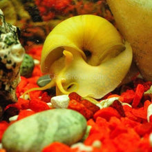 Load image into Gallery viewer, Golden Mystery Snail-Live Animals-Glass Grown-Single Snail-Glass Grown Aquatics-Aquarium live fish plants, decor
