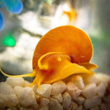 Load image into Gallery viewer, Golden Mystery Snail-Live Animals-Glass Grown-Single Snail-Glass Grown Aquatics-Aquarium live fish plants, decor