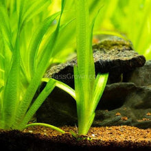 Load image into Gallery viewer, Goldfish Plant Bundle (5 plants)-Aquatic Plants-Glass Grown-Single Pack (5 Plants)-Both Please!-Glass Grown Aquatics-Aquarium live fish plants, decor