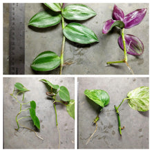 Load image into Gallery viewer, Goldfish Plant Bundle (5 plants)-Aquatic Plants-Glass Grown-Single Pack (5 Plants)-Both Please!-Glass Grown Aquatics-Aquarium live fish plants, decor