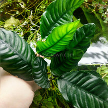 Load image into Gallery viewer, Goldfish Plant Bundle (5 plants)-Aquatic Plants-Glass Grown-Single Pack (5 Plants)-Both Please!-Glass Grown Aquatics-Aquarium live fish plants, decor