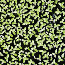 Load image into Gallery viewer, Goldfish Plant Bundle (5 plants)-Aquatic Plants-Glass Grown-Single Pack (5 Plants)-Both Please!-Glass Grown Aquatics-Aquarium live fish plants, decor