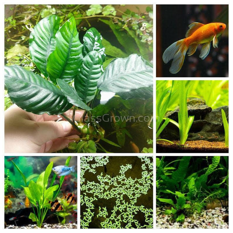 Aquarium plant outlet bundle