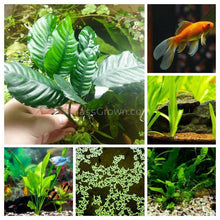 Load image into Gallery viewer, Goldfish Plant Bundle (5 plants)-Aquatic Plants-Glass Grown-Single Pack (5 Plants)-Both Please!-Glass Grown Aquatics-Aquarium live fish plants, decor