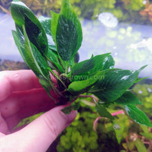 Load image into Gallery viewer, 1 CENT SAMPLE Hygro corymbosa Compacta-Aquatic Plants-Glass Grown-Glass Grown Aquatics-Aquarium live fish plants, decor