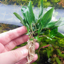 Load image into Gallery viewer, 1 CENT SAMPLE Hygro corymbosa Compacta-Aquatic Plants-Glass Grown-Glass Grown Aquatics-Aquarium live fish plants, decor