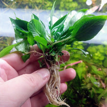 Load image into Gallery viewer, 1 CENT SAMPLE Hygro corymbosa Compacta-Aquatic Plants-Glass Grown-Glass Grown Aquatics-Aquarium live fish plants, decor