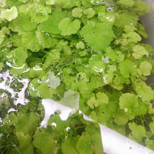 Load image into Gallery viewer, Bunch Cardamine Lyrata-Aquatic Plants-Glass Grown-Glass Grown Aquatics-Aquarium live fish plants, decor