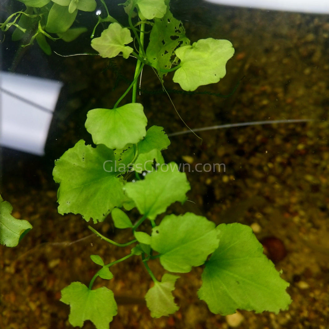 Bunch Cardamine Lyrata-Aquatic Plants-Glass Grown-Glass Grown Aquatics-Aquarium live fish plants, decor